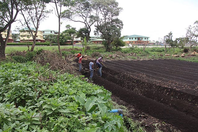 Almost there: Seven hearty acres of the secondary school campus will soon be ready to bloom.