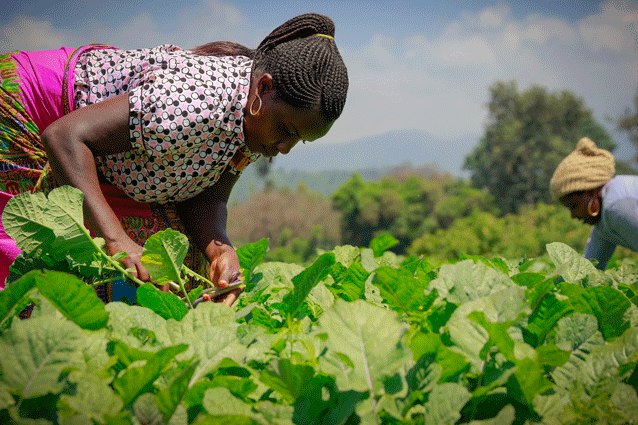 Sister act: Nice and her sister Waidae harvesting spinach for St Jude's.