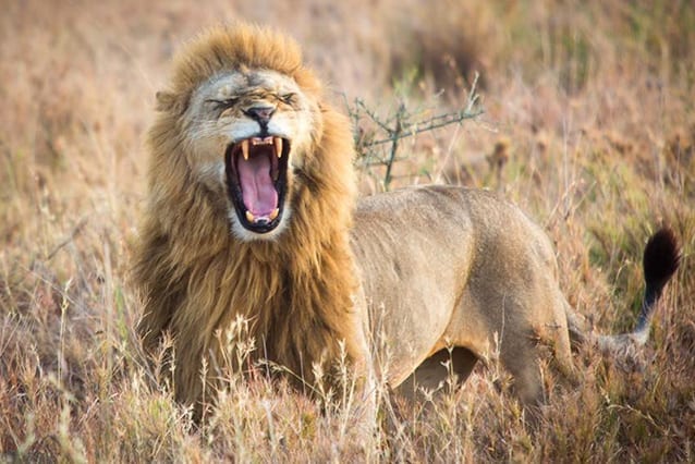 Have a roaring time: See some of Tanzania's amazing wildlife while visiting. Image credit to Simon Scott