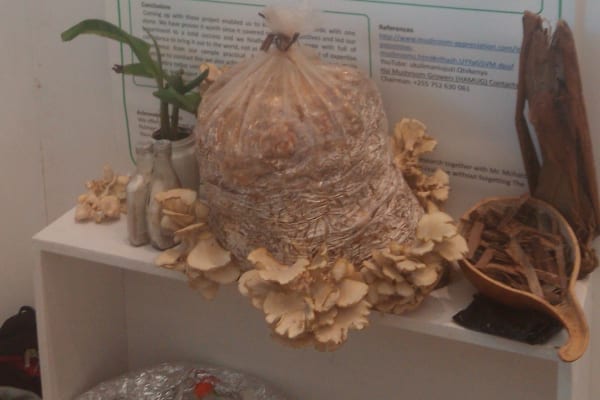 Fungi is fun: The girls project on display at the Tanzanian Young Scientist competition.