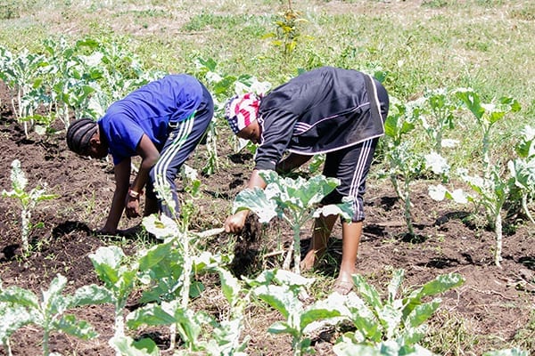 Pig Project: The new addition to the shamba is teaching students how to run a livestock entity.