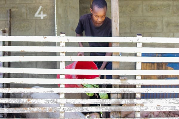 Pig Project: The new addition to the shamba is teaching students how to run a livestock entity.